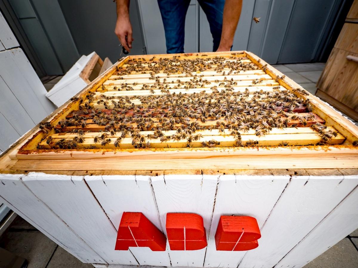 Méhekkel tesztelik a számítógépes algoritmusokat