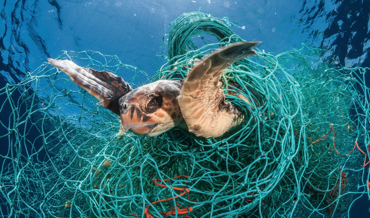 Minden(!) tengeri állatban van műanyag