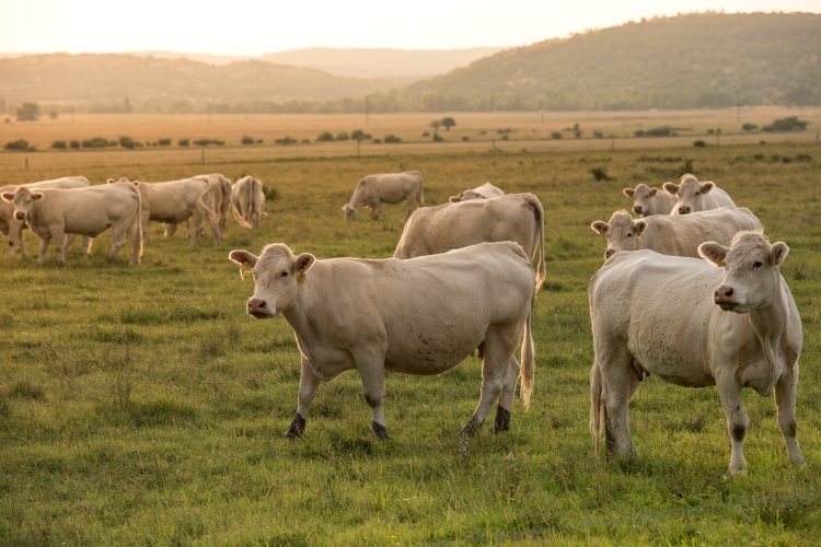 szarvasmarha tehén füljelző