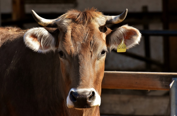 szarvasmarha tehén füljelző