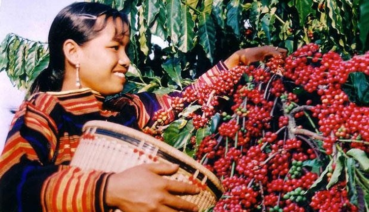 kávé cserje ültetvény nő