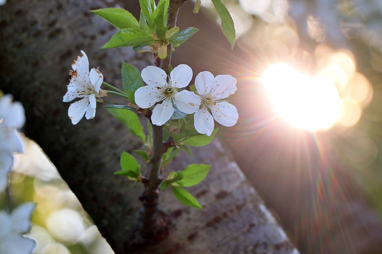 Virágzó gyümölcsfa napsütésben