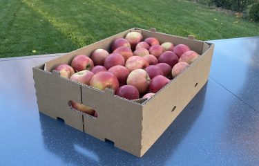 hullámpapír rekesz alma dunapack packaging