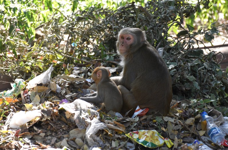 Delhiben a mikroműanyagok emberre-állatra is veszélyesek