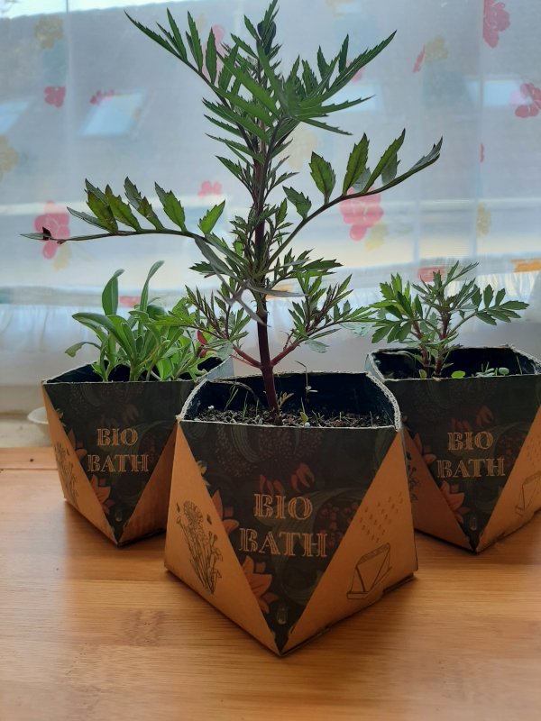 Elültethető csomagolásban fejlődő növények beltéri környezetben.