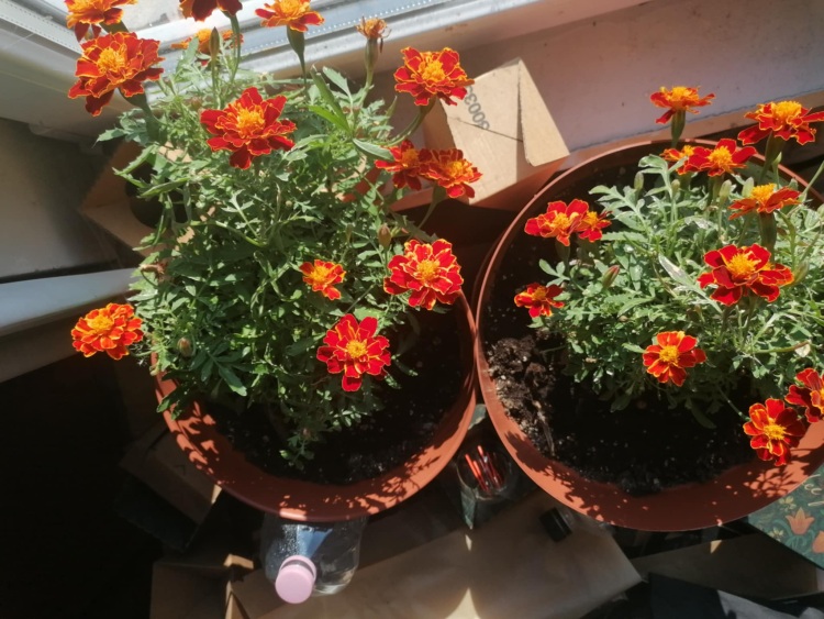 Virágzó növények biológiailag lebomló csomagolásban, természetes fényviszonyok között