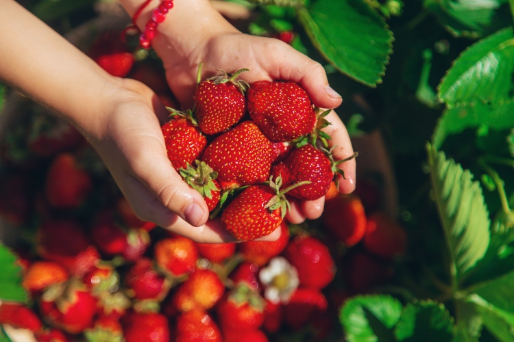 A frissen leszedett eprek sokáig megőrzik vitalitásukat az új csomagolásban. (Fotó: Shutterstock)